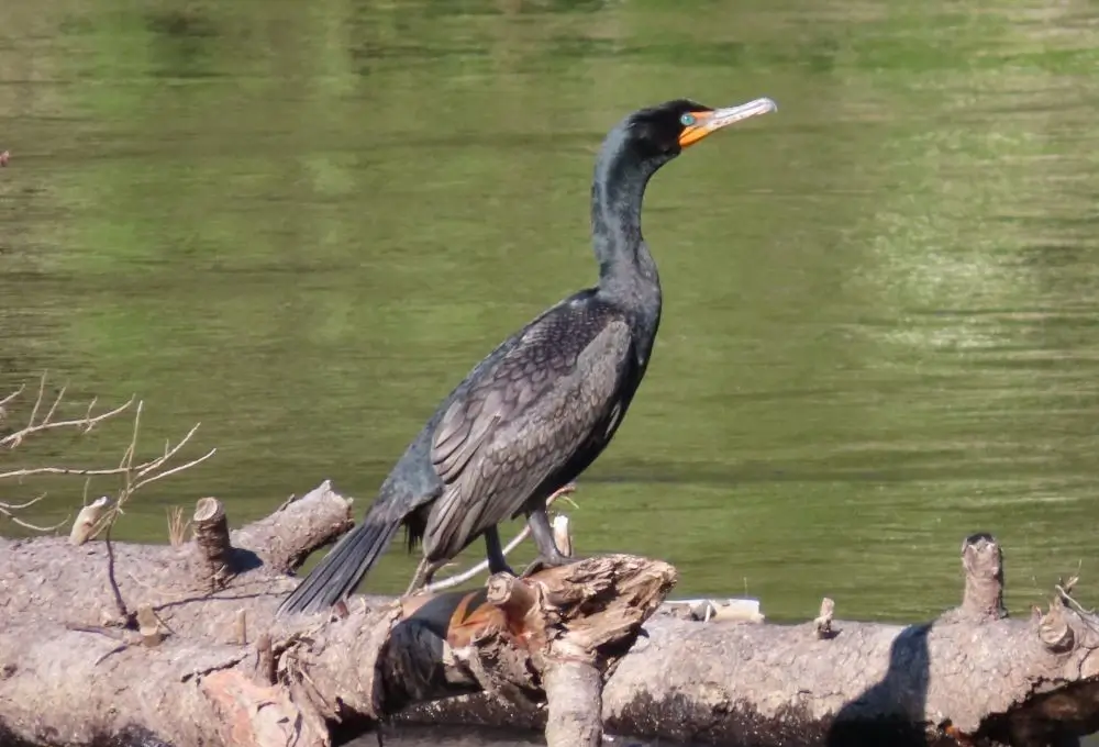 Kormoran przysiadł na powalonym pniu nad zieloną wodą Jeziora Szkoderskiego